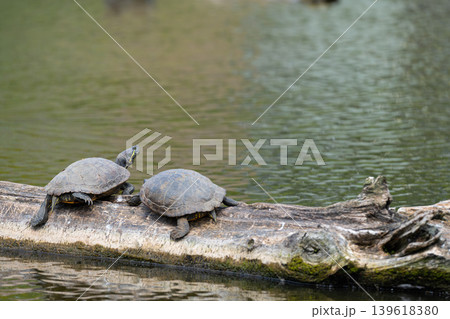 Turtles Resting on Log in Pond Turtles Resting on Log in Pond 139618380