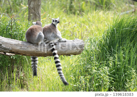 Ring Tailed Lemurs Sitting on Log 139618383