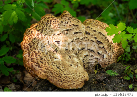Dryad's Saddle Mushroom Cerioporus Squamosus Growing on Tree Stump in Spring Forest grow 139618473