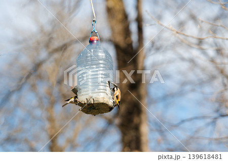 A pair of European goldfinches feeding at a homemade bird feeder repurposed from a large plastic water bottle. The birds show their distinctive red faces and yellow wing patches. A pair of European goldfinches feeding at a homemade bird feeder repurposed from a large plastic water bottle. The birds show their distinctive red faces and yellow wing patches. 139618481