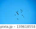 Black ibis in full flight. They are wading birds with long necks and long, downward-curved beaks 139618558