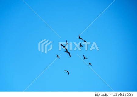 Black ibis in full flight. They are wading birds with long necks and long, downward-curved beaks 139618558