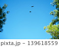 Black ibis in full flight. They are wading birds with long necks and long, downward-curved beaks 139618559