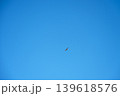 Bird of prey in full flight 139618576