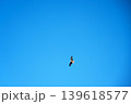 Bird of prey in full flight 139618577