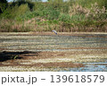 Royal egret flying over a swamp 139618579