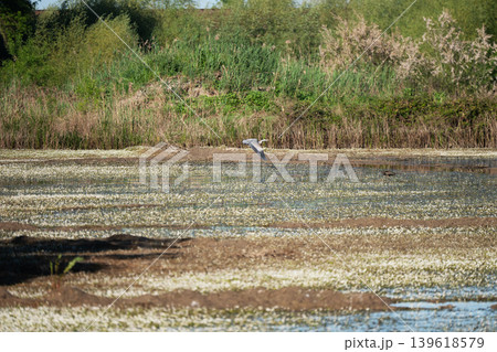 Royal egret flying over a swamp 139618579