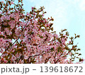 夕方の満開の葉桜と青空 夕方の満開の葉桜と青空 139618672