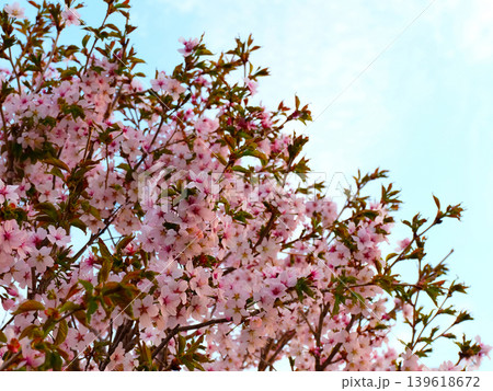 夕方の満開の葉桜と青空 139618672