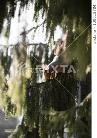 Red squirrel perched on spruce tree branches, feeding or exploring among dense green needles. Suitable for themes of wildlife, nature, woodland, seasons, and outdoor ecology. Red squirrel perched on spruce tree branches, feeding or exploring among dense green needles. Suitable for themes of wildlife, nature, woodland, seasons, and outdoor ecology. 139618784
