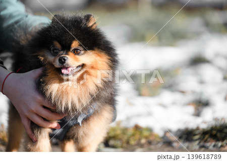 A boy holds a Pomeranian Spitz on a winter day . Copy space 139618789