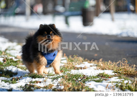 Pomeranian spitz in winter day . Copy space Pomeranian spitz in winter day . Copy space 139618795