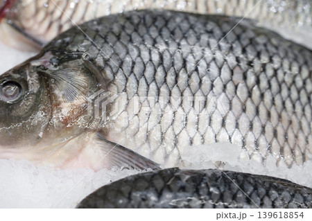 Close up view of fresh river fish carp on ice Close up view of fresh river fish carp on ice 139618854