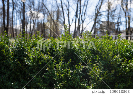 Fresh morning sunlight on a green garden hedge with blurred forest background.   Lush green boxwood hedge in a sunny spring park. 139618868