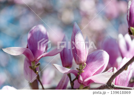 Gentle spring breeze swaying beautiful pink magnolia flowers against a blue sky. Selective focus. Gentle spring breeze swaying beautiful pink magnolia flowers against a blue sky. Selective focus. 139618869