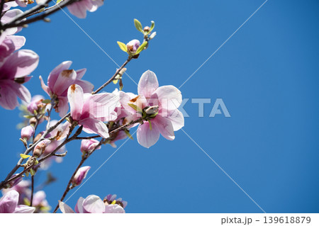 Pink magnolia flowers on a branch with large copy space on a clear blue sky background.  Gentle spring breeze swaying magnolia flowers under a bright sunny sky. 139618879