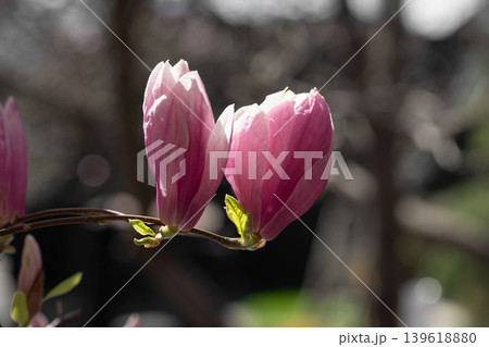 Romantic pink magnolia blossoms in soft morning sunlight with bokeh background. Two pink magnolia buds blooming on a branch in spring garden. Romantic pink magnolia blossoms in soft morning sunlight with bokeh background. Two pink magnolia buds blooming on a branch in spring garden. 139618880