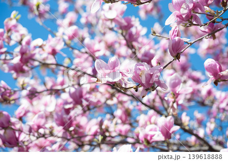 Sunny spring day with bright magnolia blossoms and vivid blue background.  Lush pink magnolia tree in full bloom against a clear blue sky. 139618888