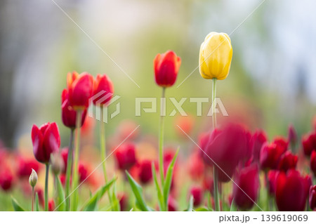 Individuality and leadership concept: bright yellow tulip blooming in a red flower bed. Beautiful spring landscape with one unique yellow tulip and soft bokeh. 139619069
