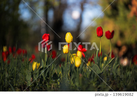 Colorful spring flowers blooming in the garden, dreamlike atmosphere.  Close-up of spring tulips in a green field with soft sunset lighting. 139619082