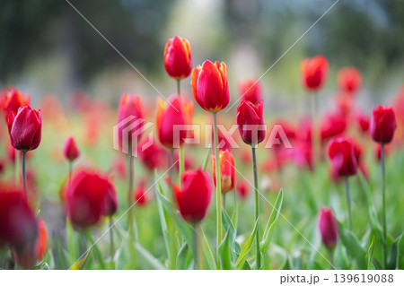 Group of vibrant red tulips blooming in a lush green garden field, soft selective focus on the central flowers. Group of vibrant red tulips blooming in a lush green garden field, soft selective focus on the central flowers. 139619088