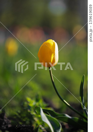 Lone yellow tulip blooming in a spring garden with soft bokeh background. A single yellow tulip elegantly curved toward the sun. Lone yellow tulip blooming in a spring garden with soft bokeh background. A single yellow tulip elegantly curved toward the sun. 139619089