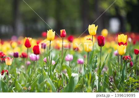 Scenic floral landscape featuring a variety of tulips in a green field. Vibrant red and yellow tulips blooming in a sunny city park. Scenic floral landscape featuring a variety of tulips in a green field. Vibrant red and yellow tulips blooming in a sunny city park. 139619095