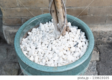 Close-up of a potted plant with white decorative marble gravel in a teal ceramic pot. Decorative white pebbles in a large flower pot with a tree trunk background. Close-up of a potted plant with white decorative marble gravel in a teal ceramic pot. Decorative white pebbles in a large flower pot with a tree trunk background. 139619105