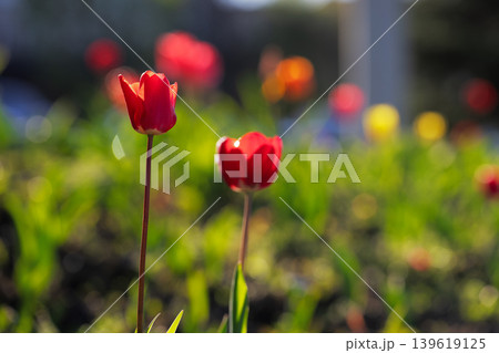 Two red tulips blooming in a sunny spring garden with soft bokeh background and copy space. 139619125