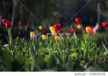 Vibrant red and yellow tulips blooming in a sunny park with dark background. Spring flower bed with colorful tulips in soft evening light. 139619126