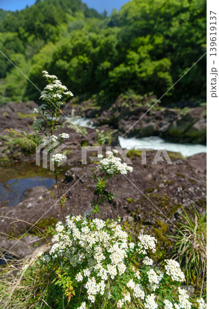 八百とどろの渓流沿いに咲くトサシモツケの花 高知県梼原町 八百とどろの渓流沿いに咲くトサシモツケの花 高知県梼原町 139619137