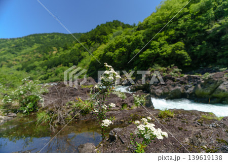 八百とどろの渓流沿いに咲くトサシモツケの花 高知県梼原町 八百とどろの渓流沿いに咲くトサシモツケの花 高知県梼原町 139619138