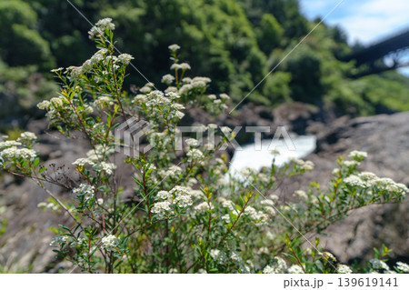 八百とどろの渓流沿いに咲くトサシモツケの花 高知県梼原町 139619141