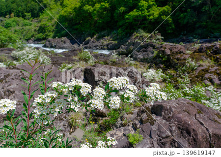 八百とどろの渓流沿いに咲くトサシモツケの花 高知県梼原町 八百とどろの渓流沿いに咲くトサシモツケの花 高知県梼原町 139619147
