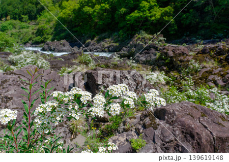 八百とどろの渓流沿いに咲くトサシモツケの花 高知県梼原町 八百とどろの渓流沿いに咲くトサシモツケの花 高知県梼原町 139619148
