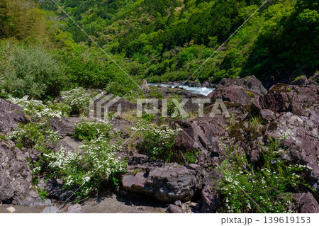 八百とどろの渓流沿いに咲くトサシモツケの花 高知県梼原町 139619153