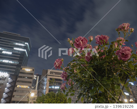 都会の夜に咲き誇る、ロマンチックな薔薇 都会の夜に咲き誇る、ロマンチックな薔薇 139619226