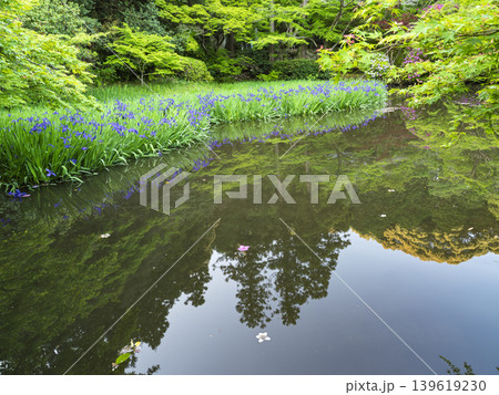 静寂を映す水鏡。初夏を彩る凛とした杜若 静寂を映す水鏡。初夏を彩る凛とした杜若 139619230