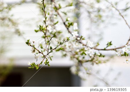 Delicate blossoms in morning light. Fragile flowers with soft background captures serenity Delicate blossoms in morning light. Fragile flowers with soft background captures serenity 139619305