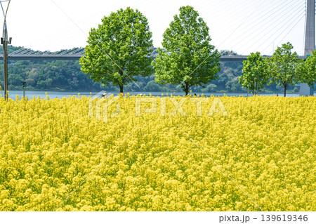Scenic landscape of a yellow canola flower field with a lone tree under a blue sky in Guri Hangang Park 139619346
