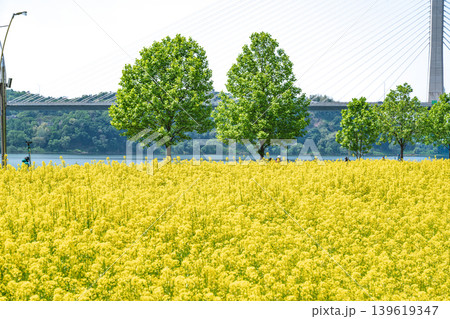 Scenic landscape of a yellow canola flower field with a lone tree under a blue sky in Guri Hangang Park 139619347