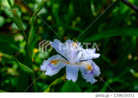 山林に咲くシャガの花 胡蝶花の美しい野草 山林に咲くシャガの花 胡蝶花の美しい野草 139619351