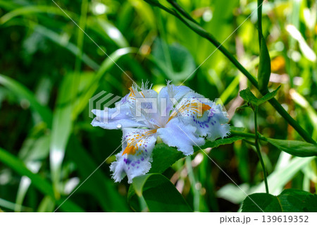 山林に咲くシャガの花 胡蝶花の美しい野草 139619352
