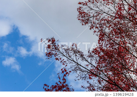 青空と色づく紅葉の木々　秋の風景【コピースペースあり】 139619428