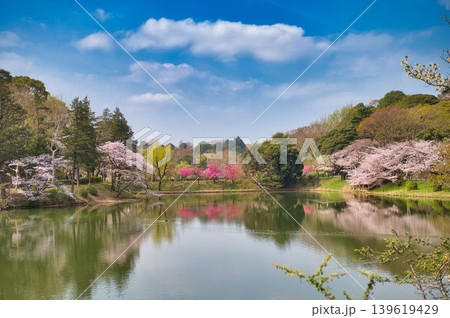 池に映る満開の桜 139619429