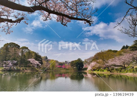 中池の春うらら 139619439