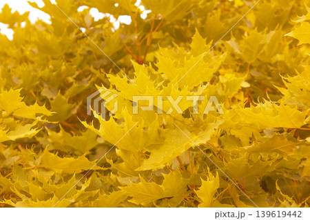 Autumn Yellow maple leaves textured background. Colorful background image of autumn leaves perfect for seasonal use. Space for text. 139619442