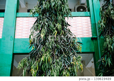 Tall Green Ornamental Tree in Front of Building Exterior Tall Green Ornamental Tree in Front of Building Exterior 139619489
