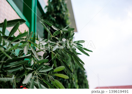 Tropical Green Tree Growing Beside Modern Building Architecture Tropical Green Tree Growing Beside Modern Building Architecture 139619491