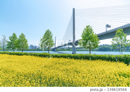 Seoul, South Korea - May. 10, 2026 : Guri Hangang Park Yellow Rapeseed Flower Field and Guri Amsa Bridge Landscape 139619568